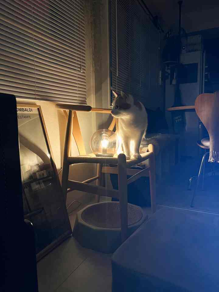 暖かいナチュラルカラーのリビング、木製スツールに座る猫と透明な電球ランプが配置された雰囲気のある空間