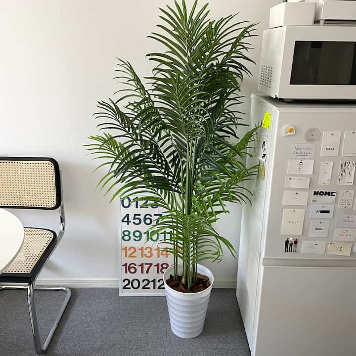 部屋のアクセントになる大きめの植物。フェイクなのでお手入れ要らずでグッドです！
#観葉植物 #ポスター #ポスターインテリア 