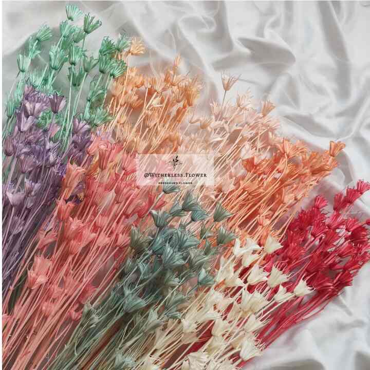 25 pcs Nigella Dried Flower