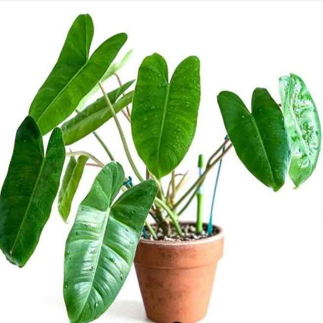 Tanaman Artifisial Hias Philodendron Brekele