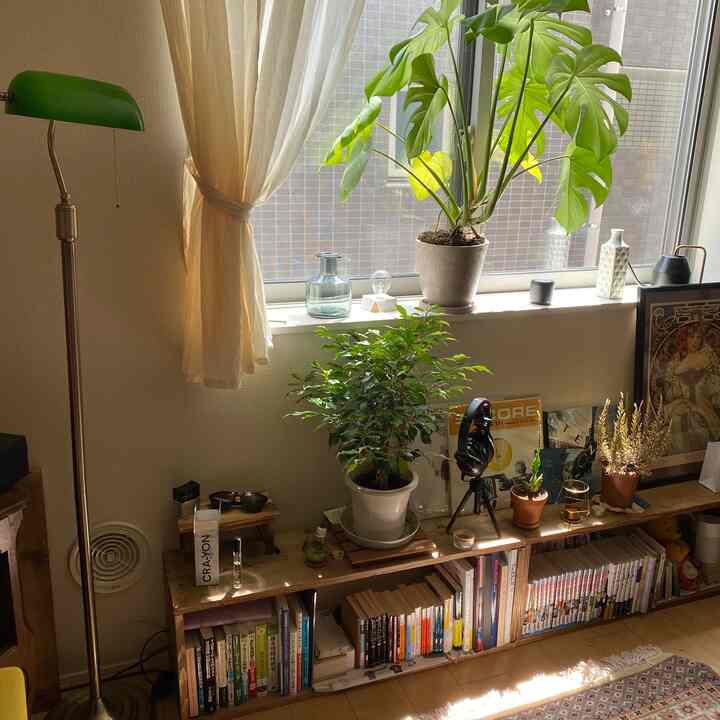 ベージュとナチュラルカラーのリビング、観葉植物と木製の本棚が配置された明るく落ち着いた雰囲気のインテリア