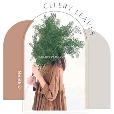Celery Leaves Grass Daun Juntai