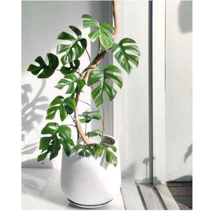 monstera mini-tetrasperma