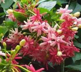 tanaman hias rambat melati belanda