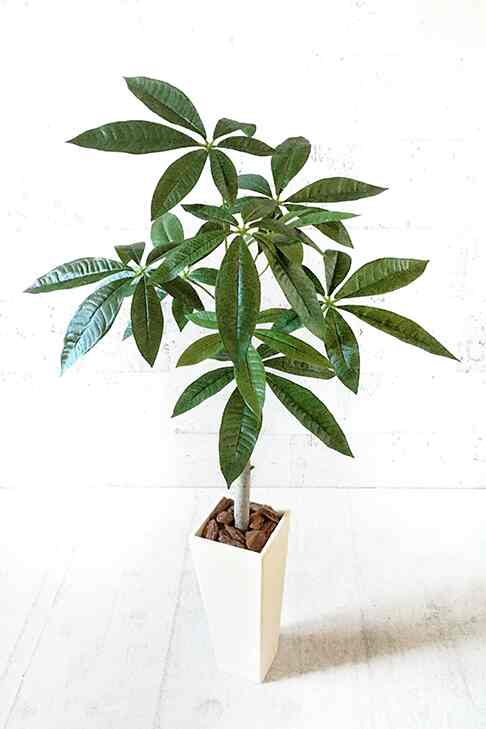 観葉植物 パキラ 90ｃｍ