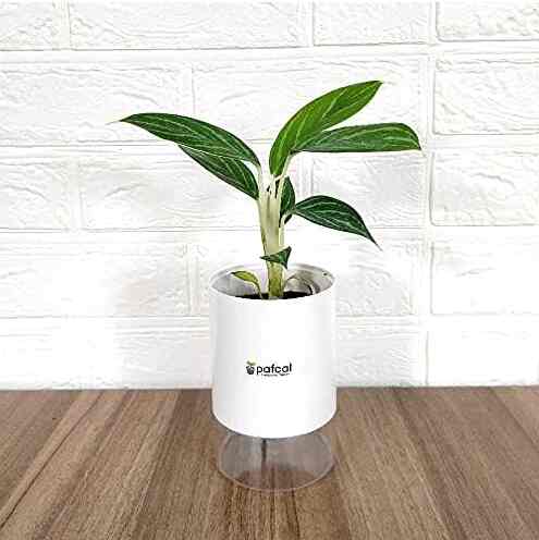 土を超える土壌 パフカル 3号 観葉植物