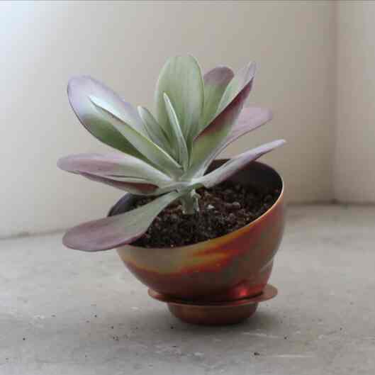 copper pot　TYPE #1 〈metallic〉