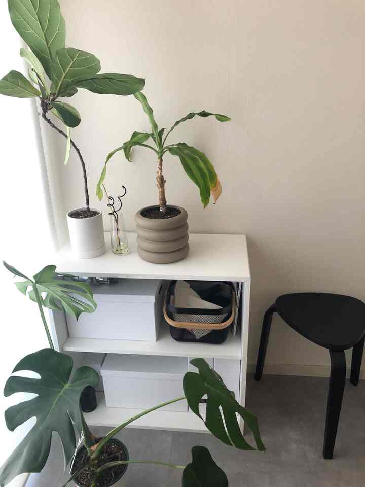 ナチュラルな色調の小さな空間、ホワイトキャビネットとグリーンプランツが配置された印象的な収納スペース