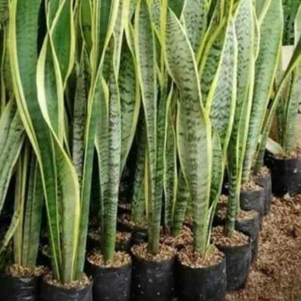 BIBIT LIDAH MERTUA KUNING