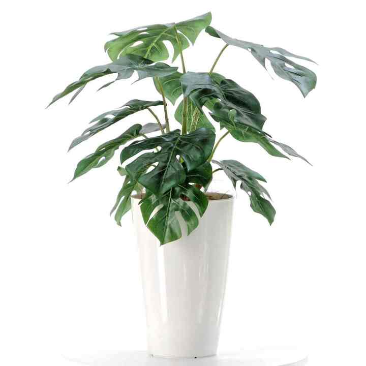 プレミアム光触媒フェイクグリーン モンステラ 葉12枚