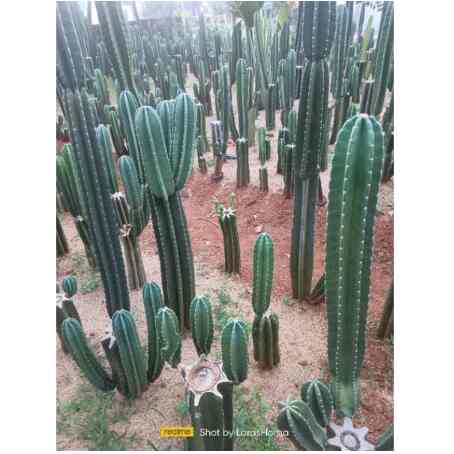 Tanaman Kaktus Koboi 35-50