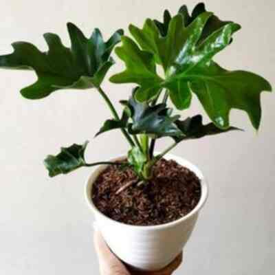 Tanaman Philodendron Selloum
