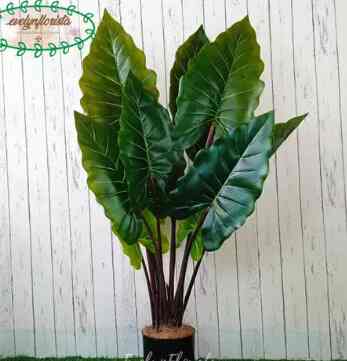 Pohon Artificial latex Keladi