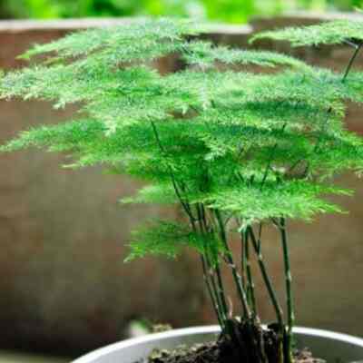 Asparagus Fern