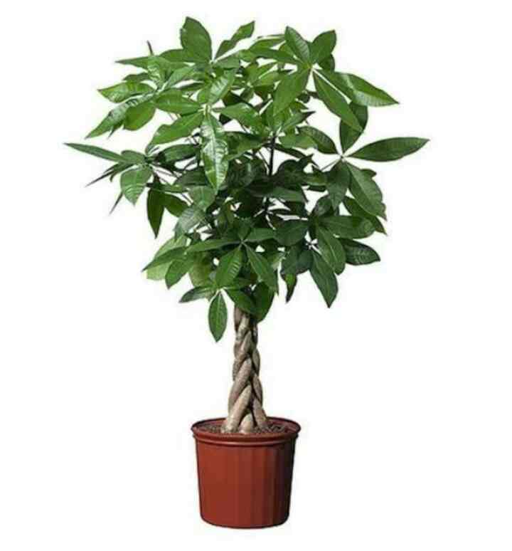 Bibit Tanaman Hias Pachira Kepang (Money Tree)