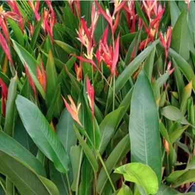Tanaman Hias Heliconia
