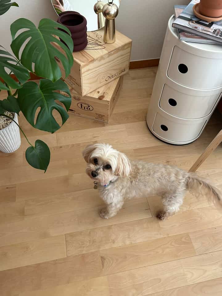 実家の愛犬が我が家に来てくれた日🐕
束の間の癒しをありがとう〜♡


#犬のいる暮らし 