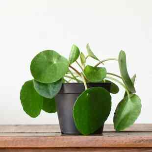 観葉植物 ピレア・ペペロミオイデス