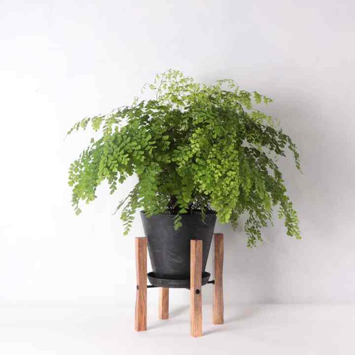 アジアンタム・フレグランス 5号 おしゃれな鉢カバー&ポットスタンドセット