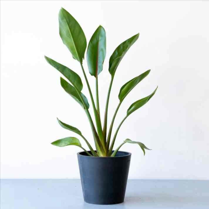 ストレリチア・レギネ S