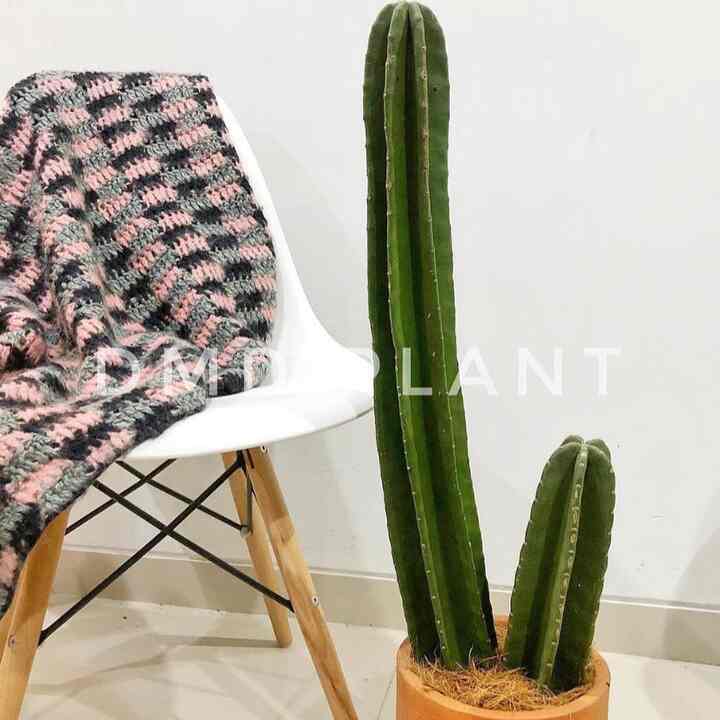 Kaktus Koboi isi 2