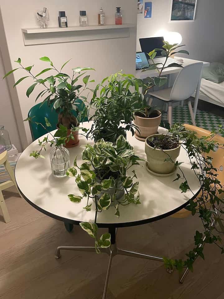 我が家のグリーンたち🪴

#観葉植物 #観葉植物インテリア