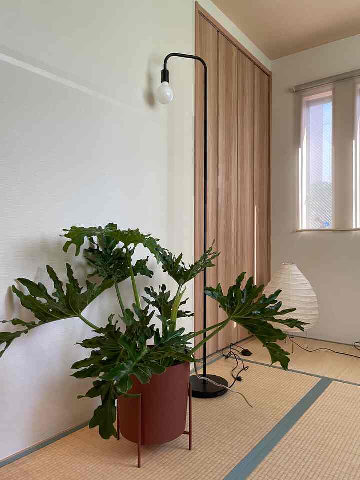 明るい日差しと木目調、白い壁が調和する畳の部屋に、大きな緑の植物とモダンなフロアランプが配置されたナチュラルな空間