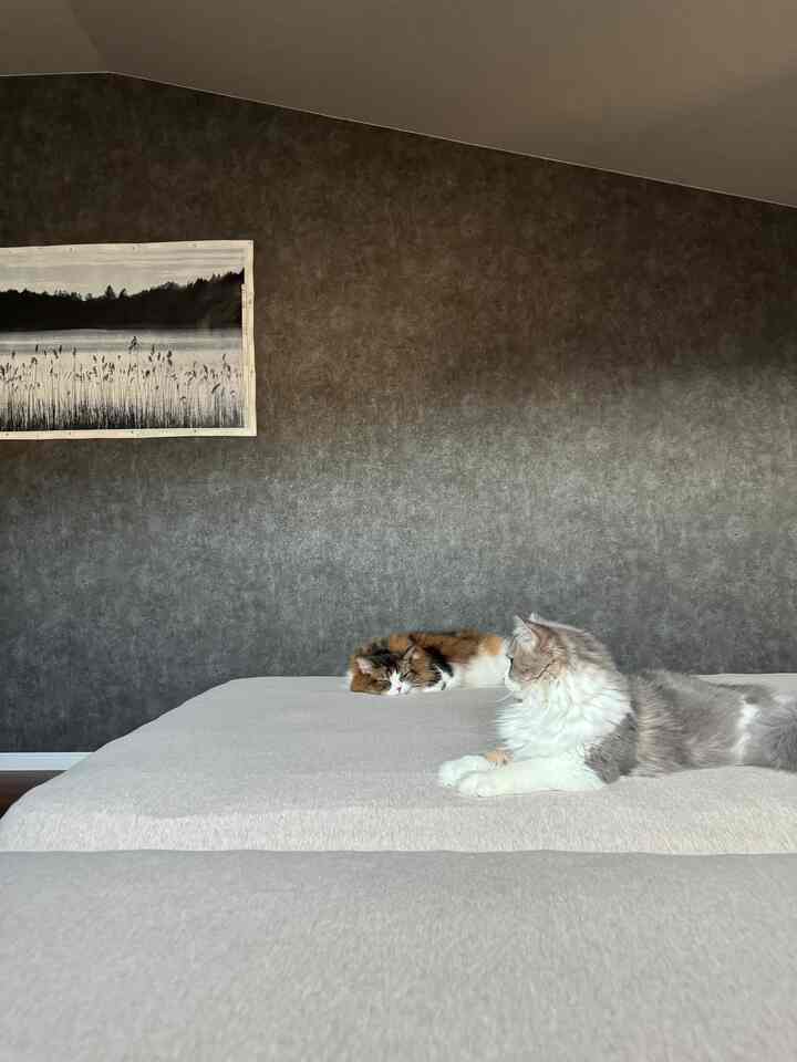 Kucing dan interior 𓄃

Saat cuaca semakin dingin, kucing cenderung berkumpul di kamar tidur juga.
Dan pemiliknya tidur di pinggir tempat tidur...🛏️


#Kucing dan rumah
#rumah kucing