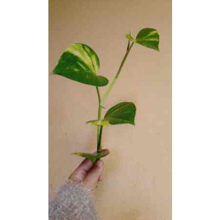 bibit sirih gading variegata