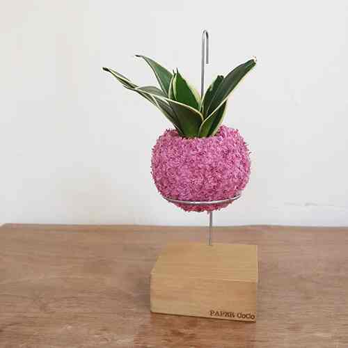 サンスベリア 観葉植物