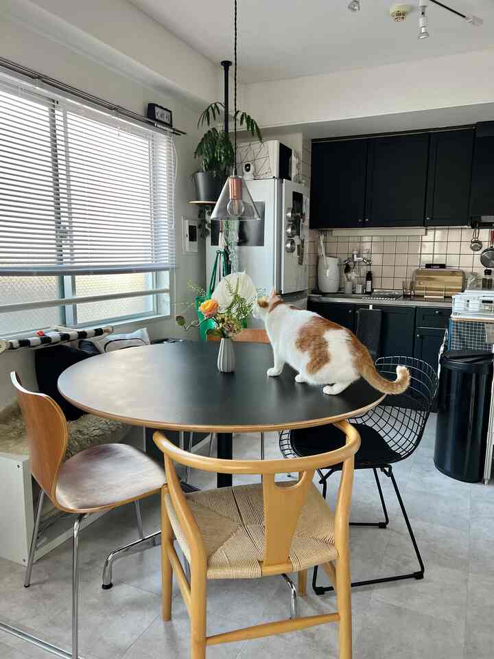 ナチュラルな色調のリビング兼キッチン、木製の椅子と黒いダイニングテーブル、ペットの猫がいる温かみのあるインテリア