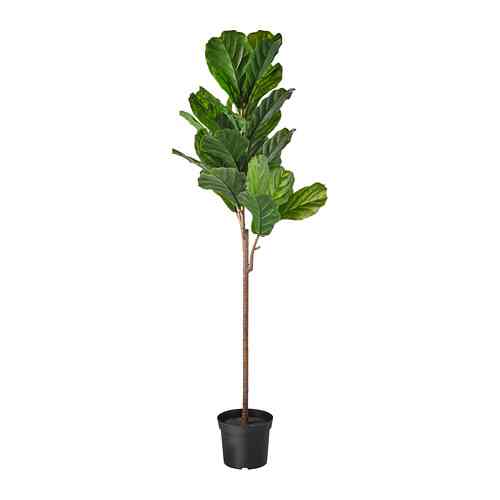 FEJKA Artificial potted plant, fiddle-leaf fig, 19 cm