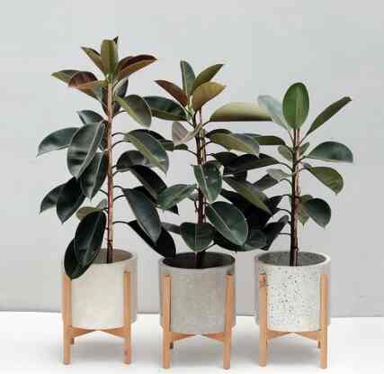 Ficus Elastica (Karet Kebo) - Pot Plastik