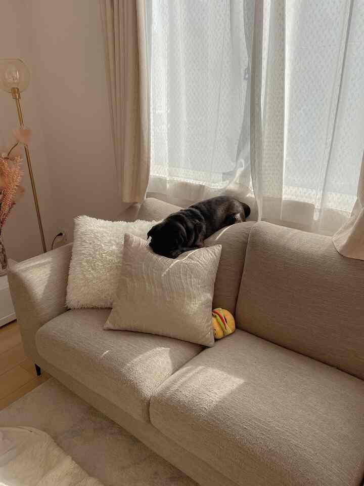 ベージュ調のリビング、ベージュのソファとクッションの上に黒いパグがくつろいでいる雰囲気のあるインテリア