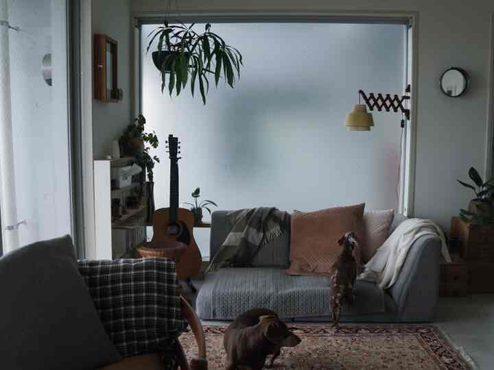 Gray and brown toned living room featuring sofa, dogs, plants, and vintage decor creating a cozy atmosphere