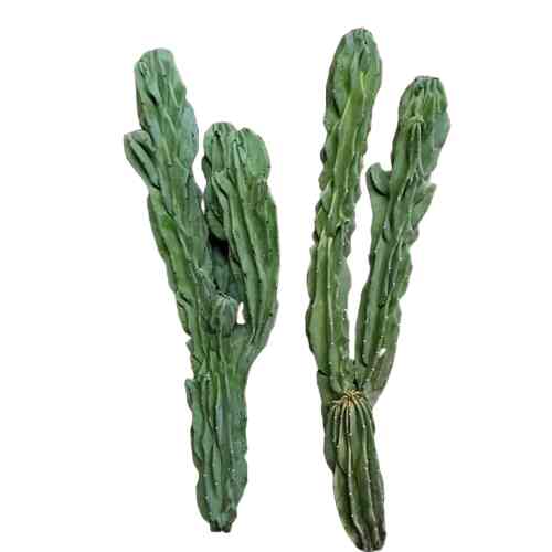 Tanaman Hias Kaktus Lilin