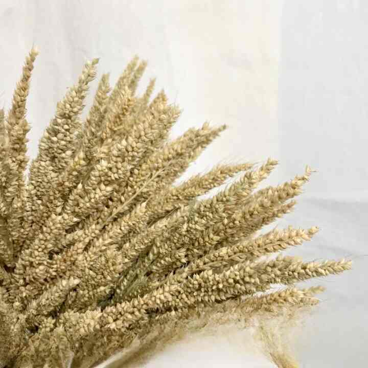 Rumput Jawan, Bunga Kering Lokal