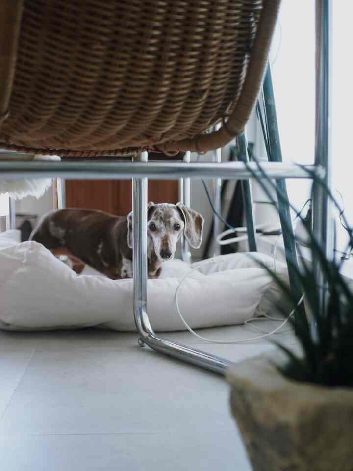 白を基調としたワークスペースにて、ペットベッドの上で犬がくつろぐナチュラルな雰囲気のインテリア