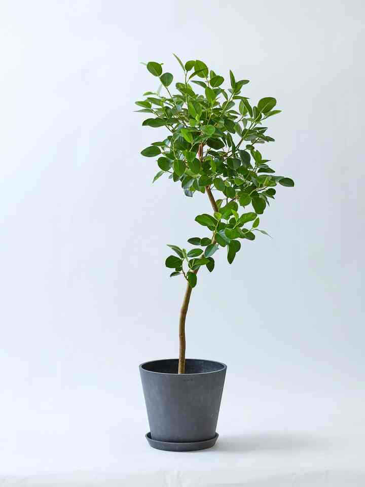 フランスゴムの木 まがり M