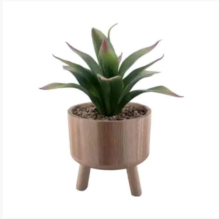 -Tanaman Artifisial Maguey In Shaw Tripot