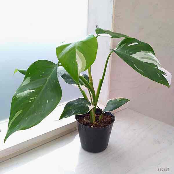 フィロデンドロン：ホワイトプリンセス 3.5号