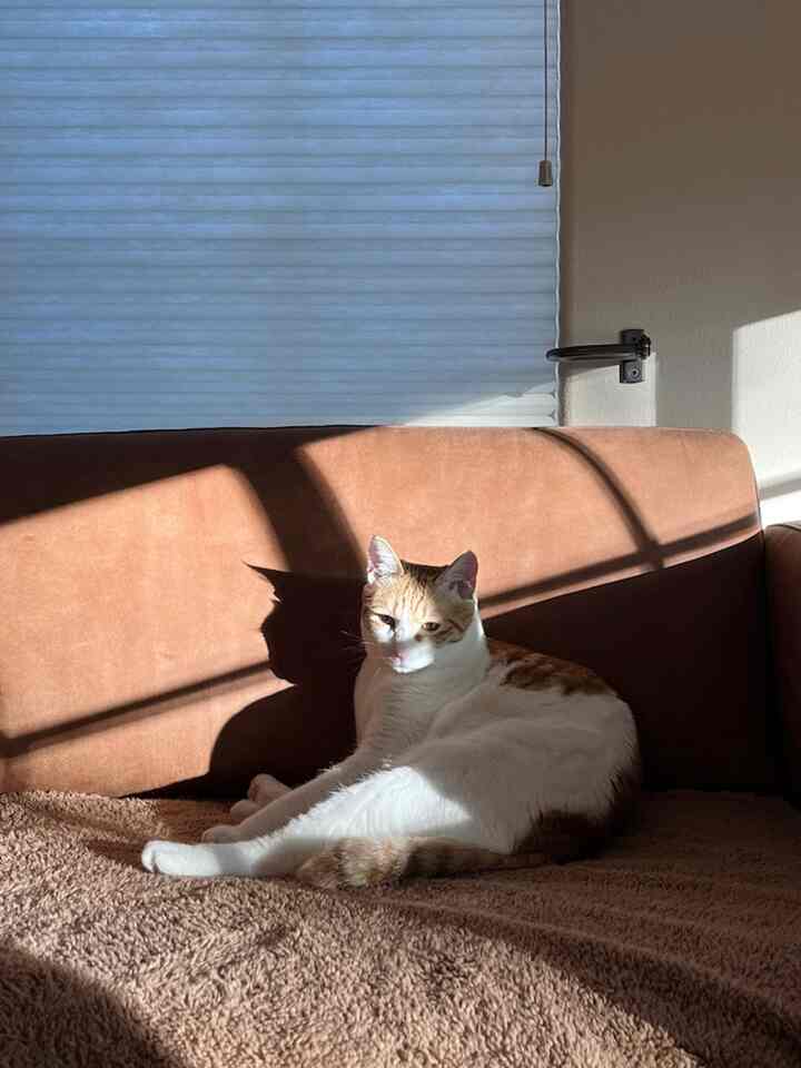 Natural-toned living room with a brown sofa where a cat lounges comfortably in warm sunlight