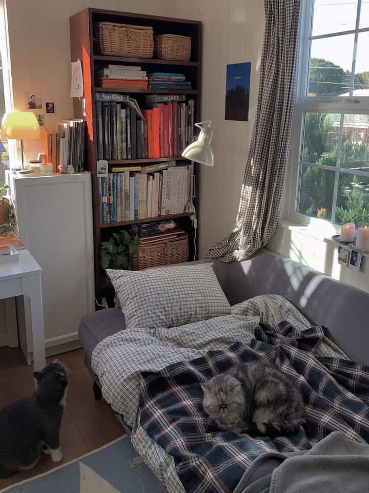 Cozy living room with gray sofa and blue plaid blanket, natural light from window, bookshelf filled with books, and cats present