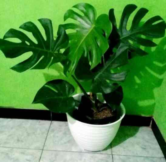 monstera king