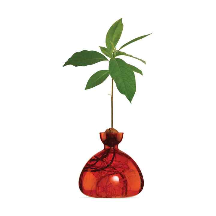 Avocado ベース 【6colors】