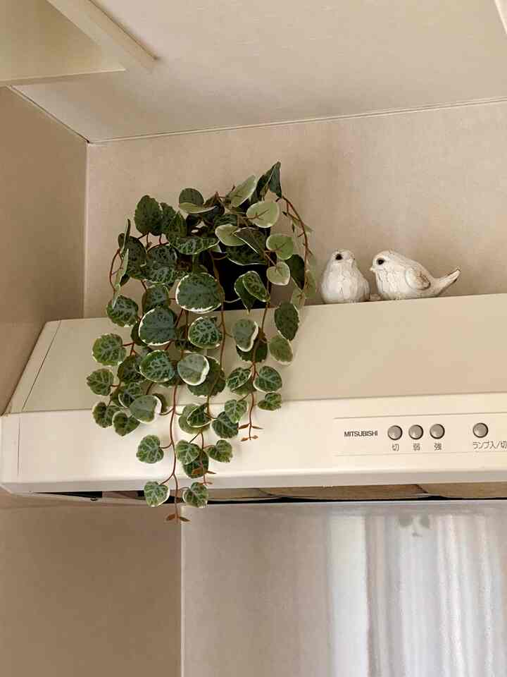 Kitchen with beige walls and white range hood, featuring a fake plant and bird objets atop, creating a cozy atmosphere