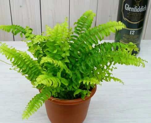 タマシダ ツデー3.5号 観葉植物