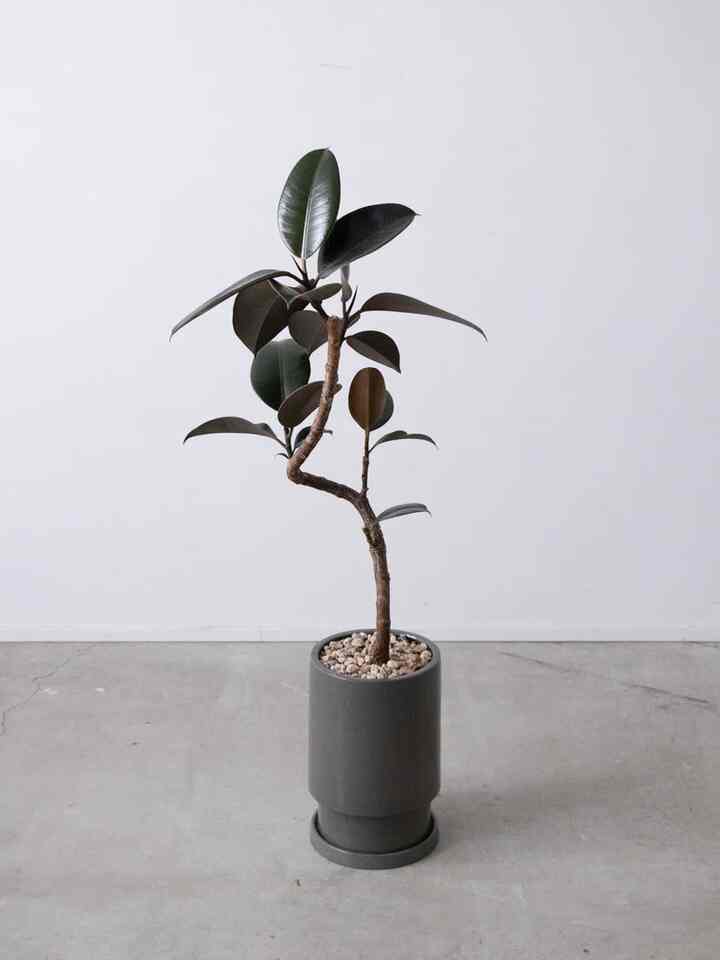 フィカスバーガンディ