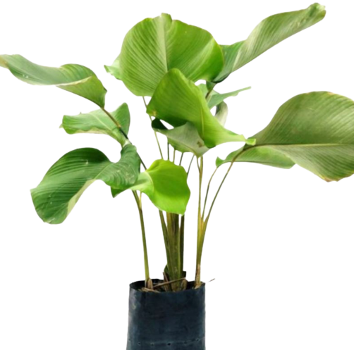 Tanaman Pisang Calathea Lutea