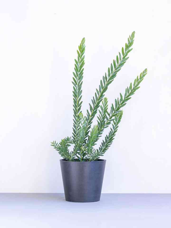 アカシア・ブルーブッシュ S